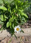 Plant name: Shasta Daisy Leucanthemum  